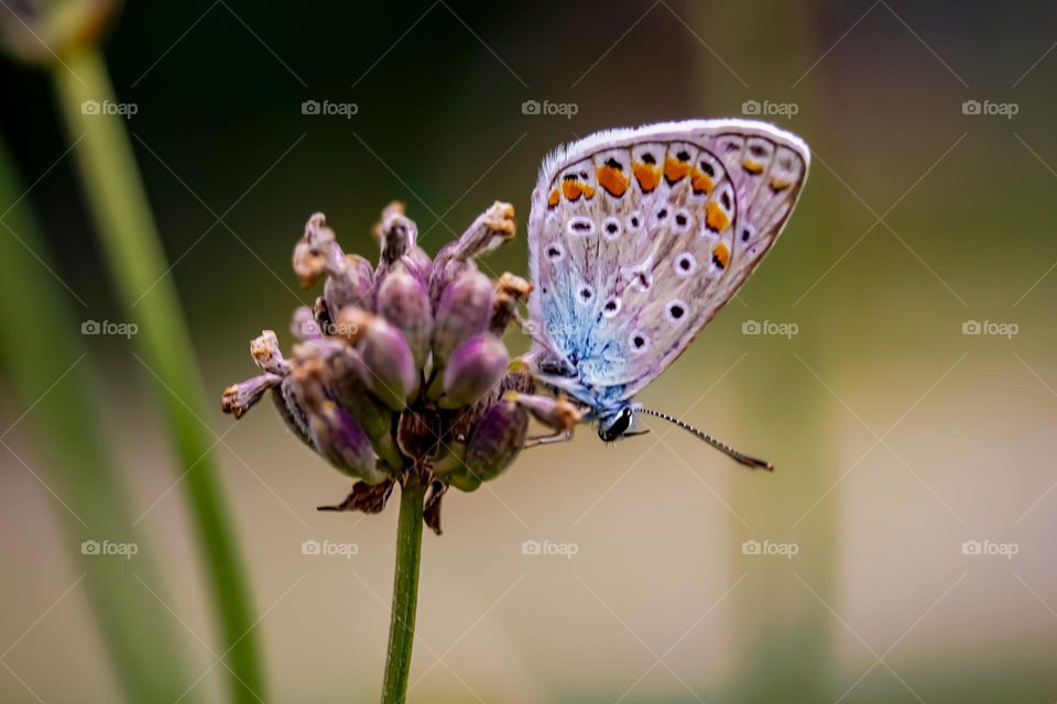 Blue moth batterfly at the flower