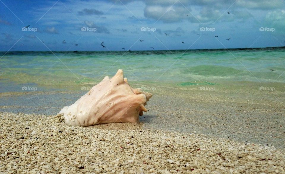 Lonely seashell