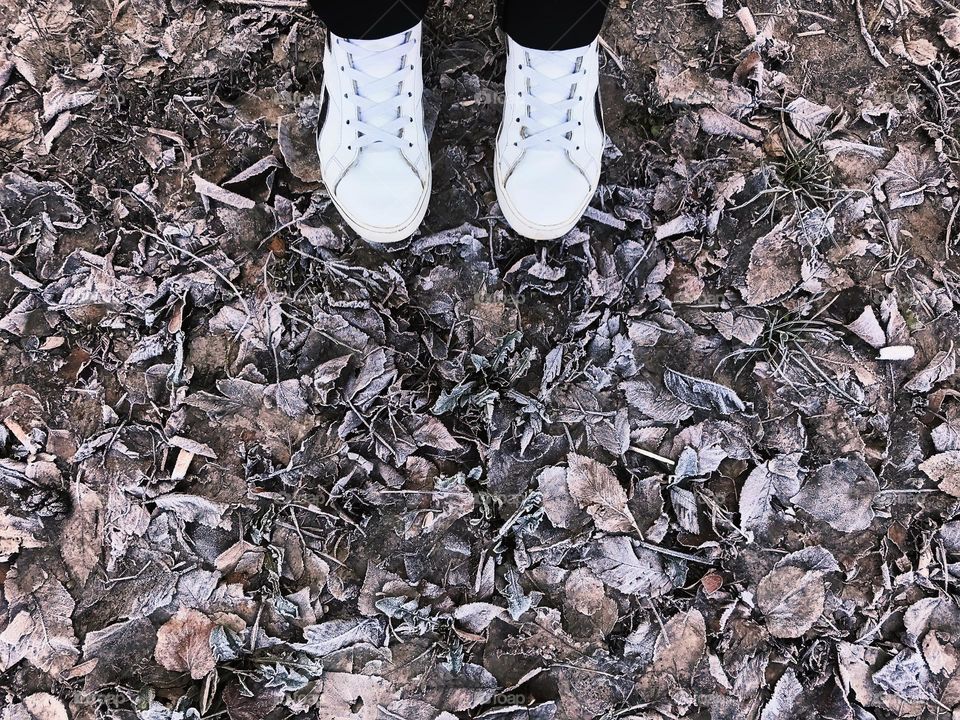 Ice on dry leaves 