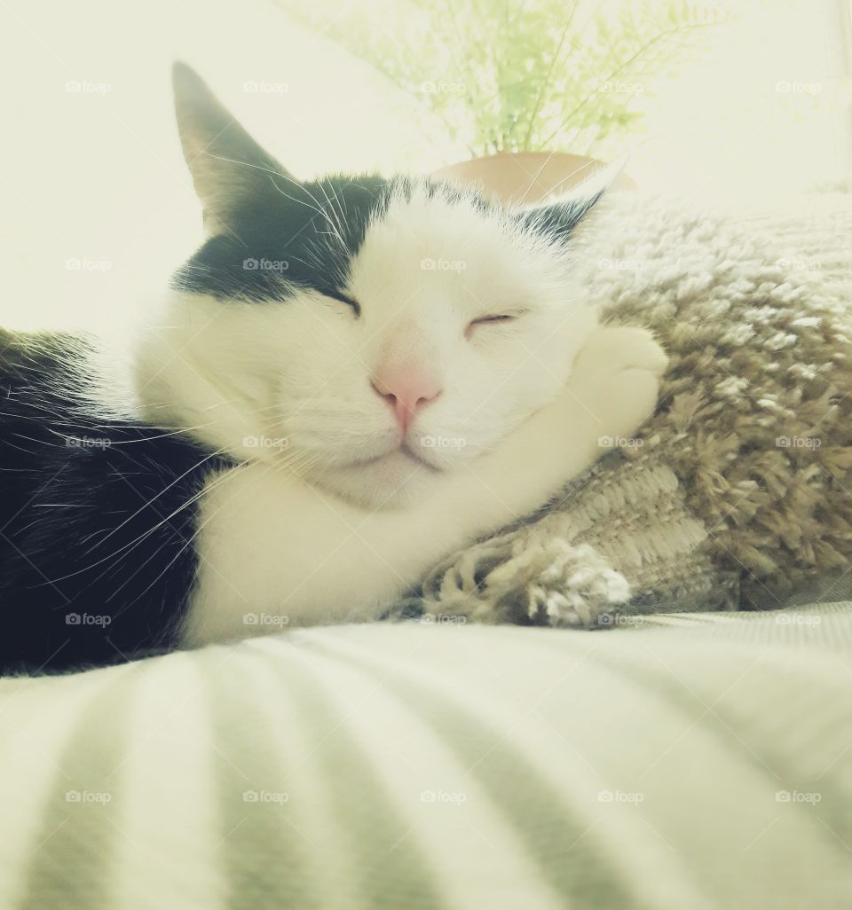 A black and white cat taking a cat nap in the sunshine.