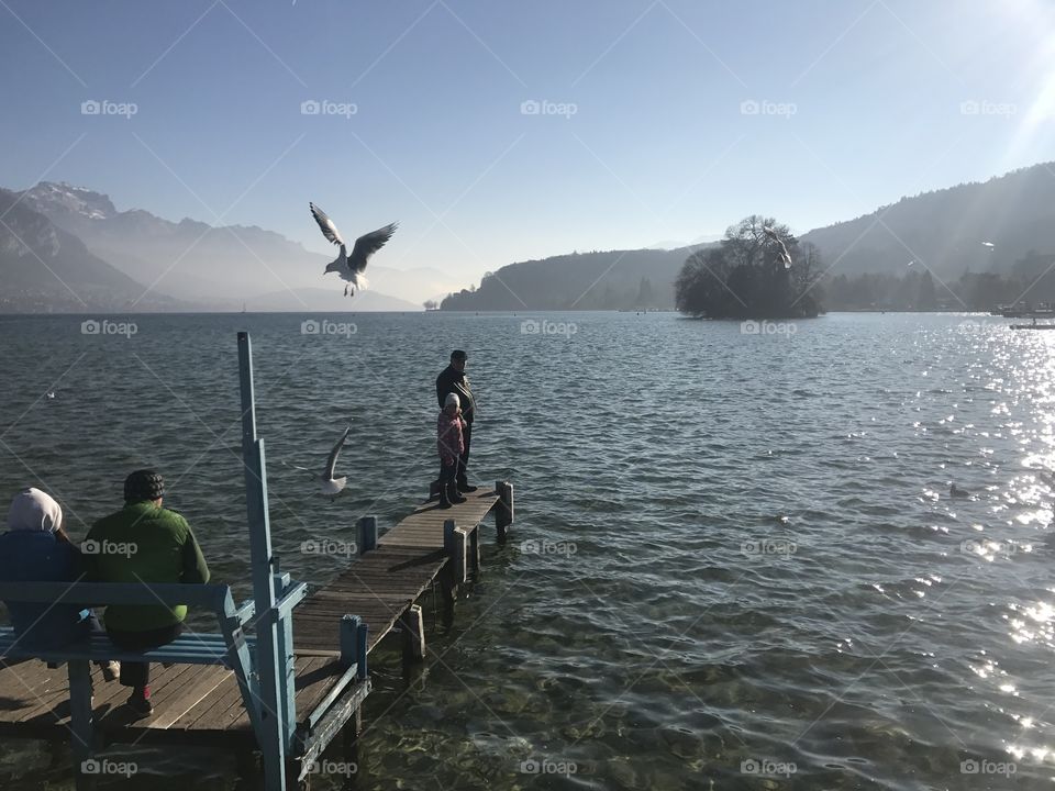 annecy lake france bird water blue eyes animal natural