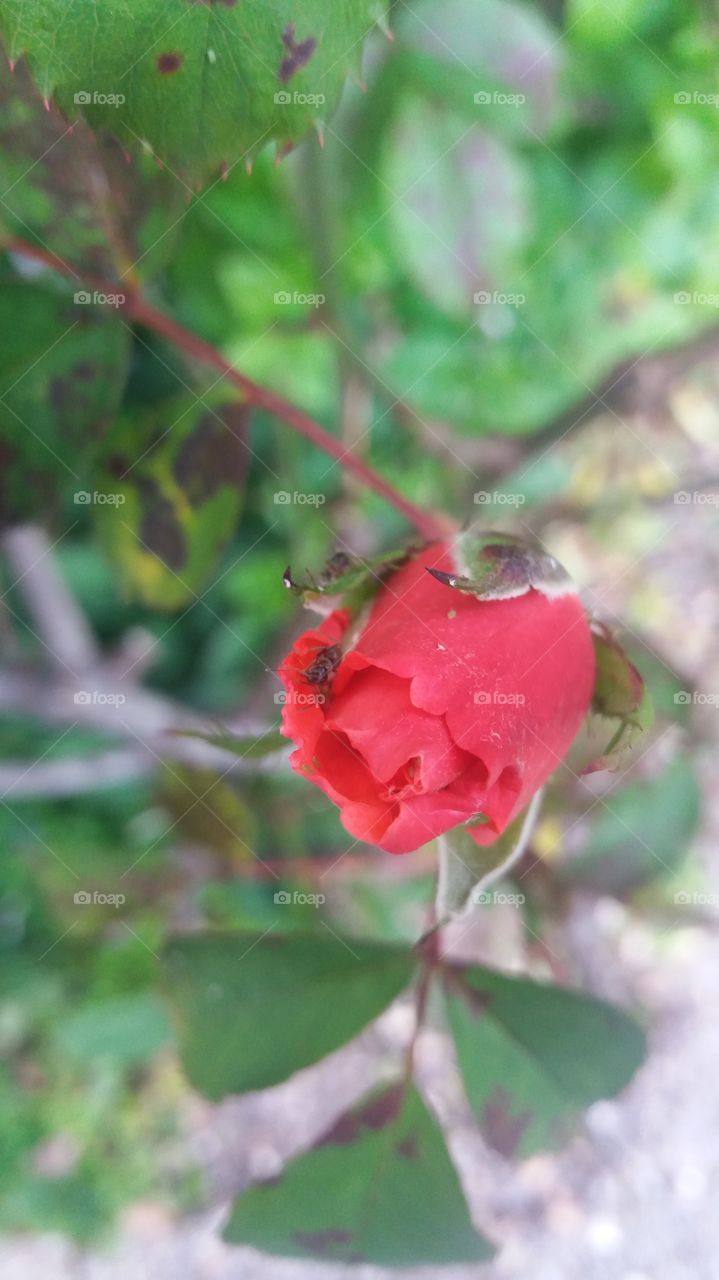 rose bud