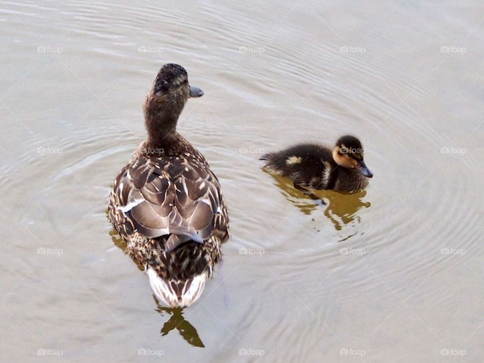 Duck with duckling