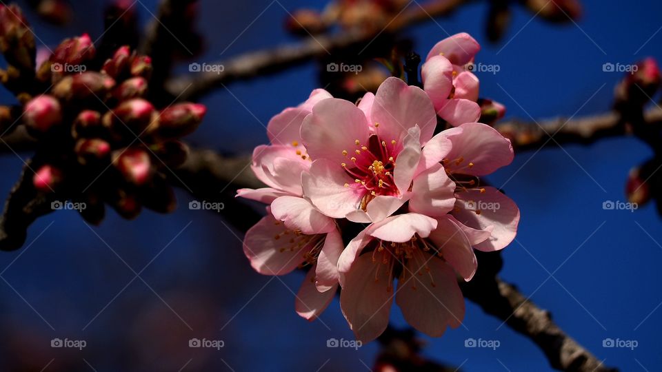 Almendro en flor
Almond Blossom
