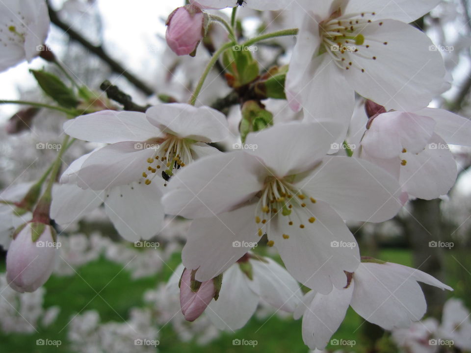 Flower, Cherry, Nature, Apple, Branch