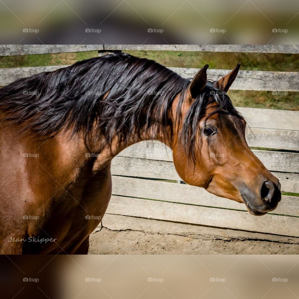 Egyptian Arabian Horse