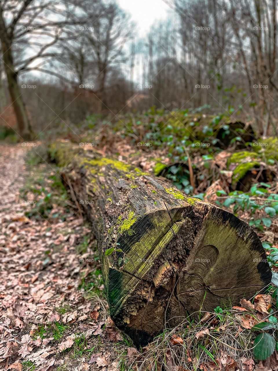 Winter/autumn log embedded in warm dry fallen leaves