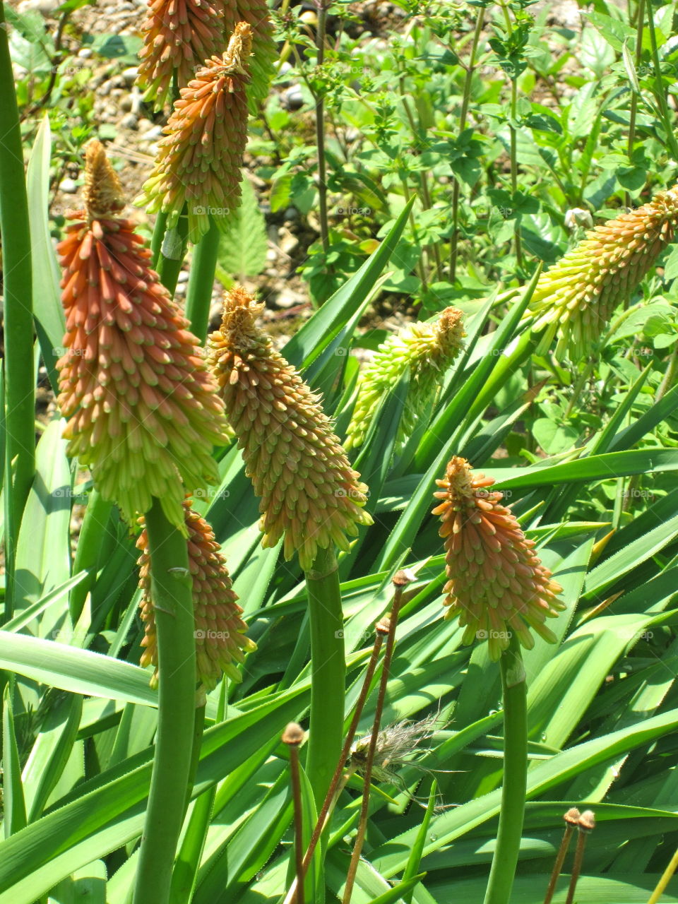 Flora, Nature, Leaf, Summer, No Person