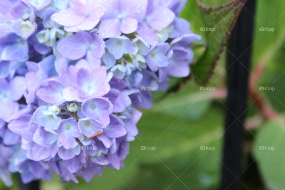 Nature, Flora, Flower, Leaf, Garden