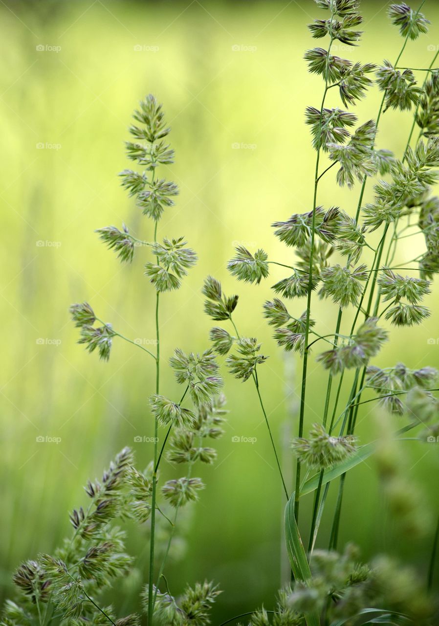 Texture In Grass Fields