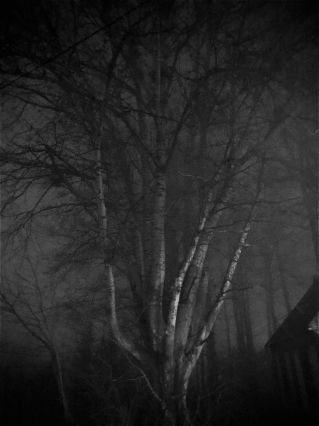 Tree in the fog