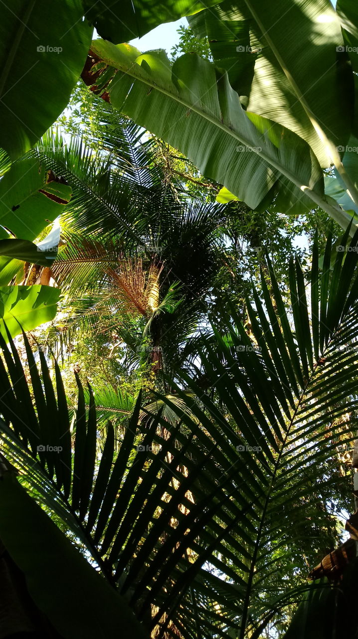 NATURAL ENVIRONMENT FOREST LEAF GREEN