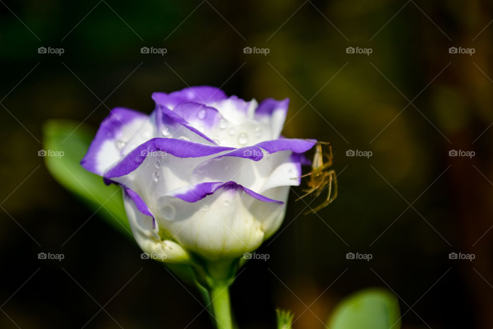 Lisianthus flower with spider perching on petals