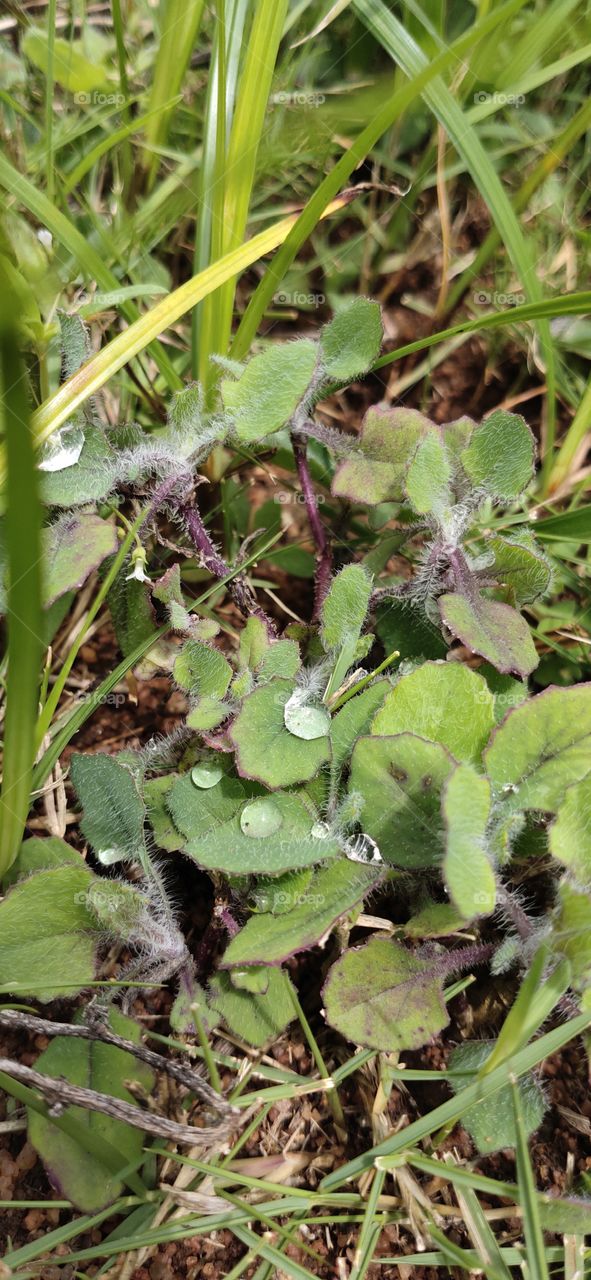 Morning breeze, mini plant with so much of detaila