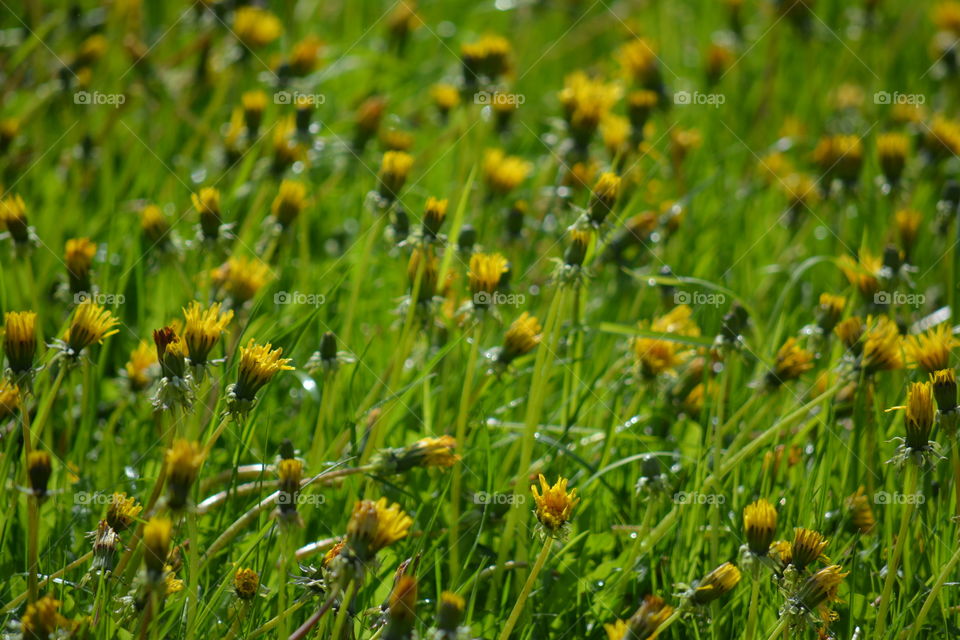 View of flowers in garden