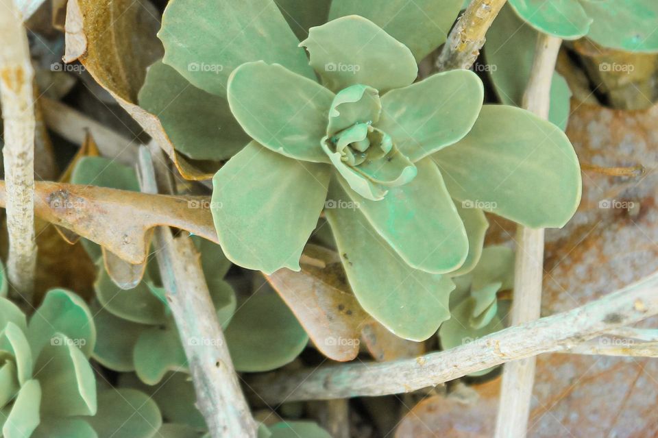 Small green ground cover popping out of the ground among still dead branches of other plants at the beginning of spring. 