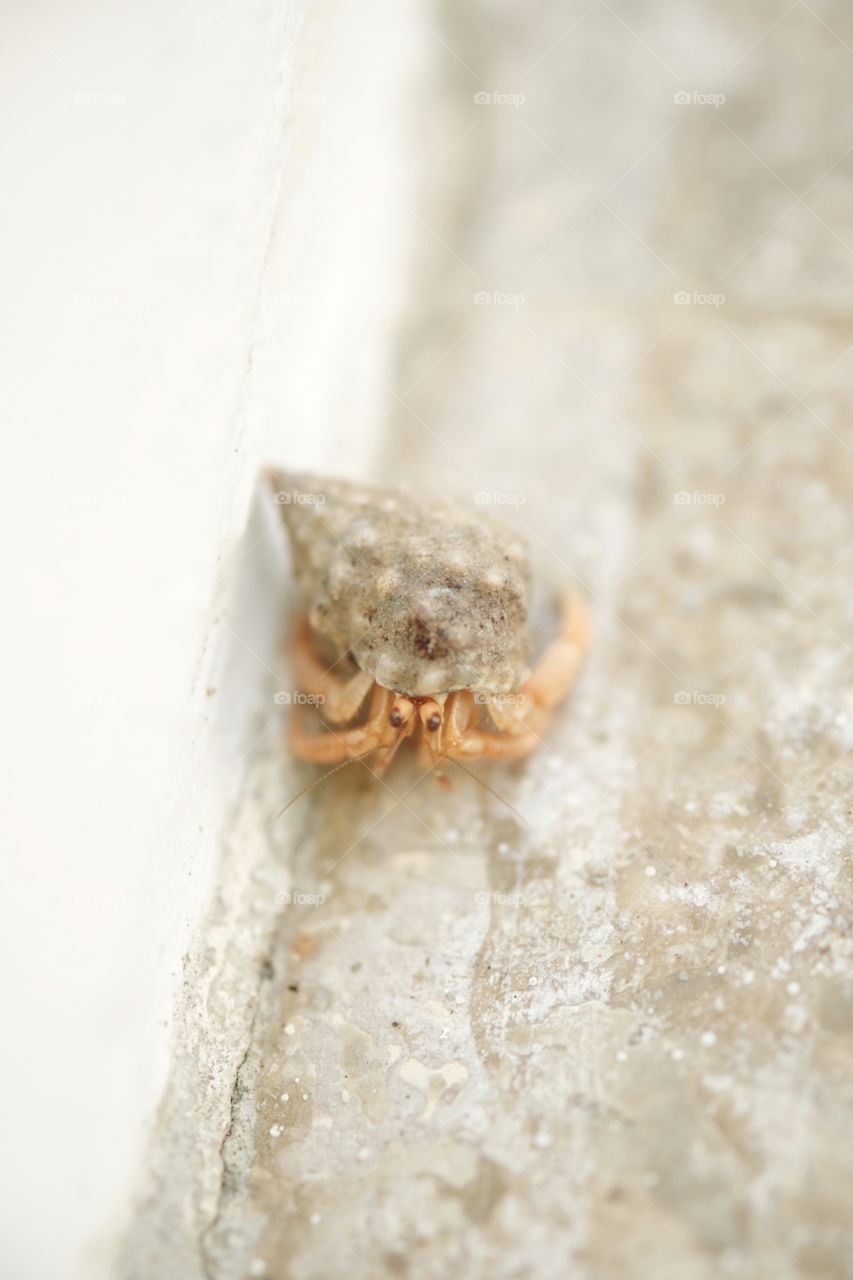 Hermit Crab in St. Martin 