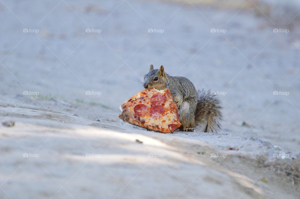 squirrel eating a pepperoni pizza
