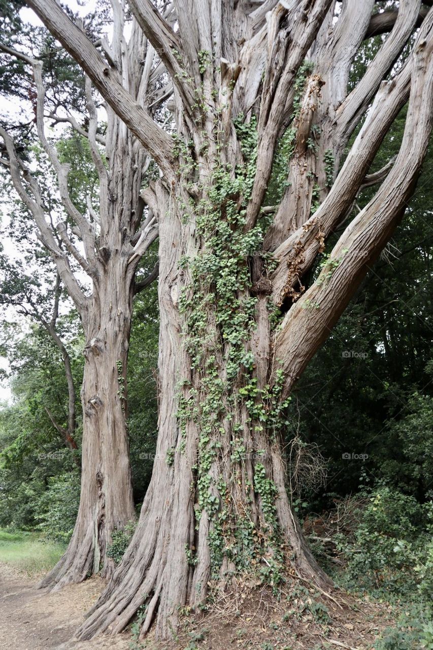 Old tree with climbing plant cover it