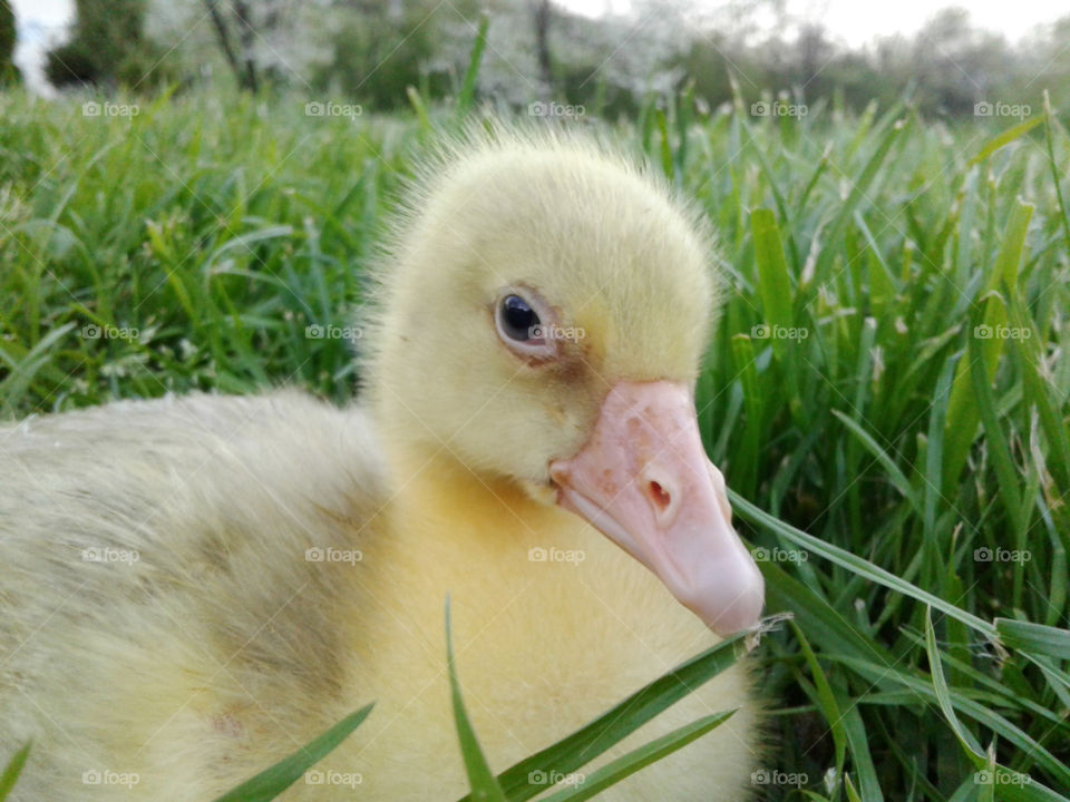 It took almost 1 hour to get this perfect photo.But,I know it worth it.So small,so.cute!!