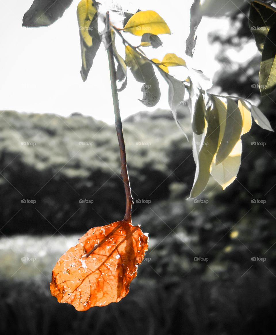 Musical leaf in nature