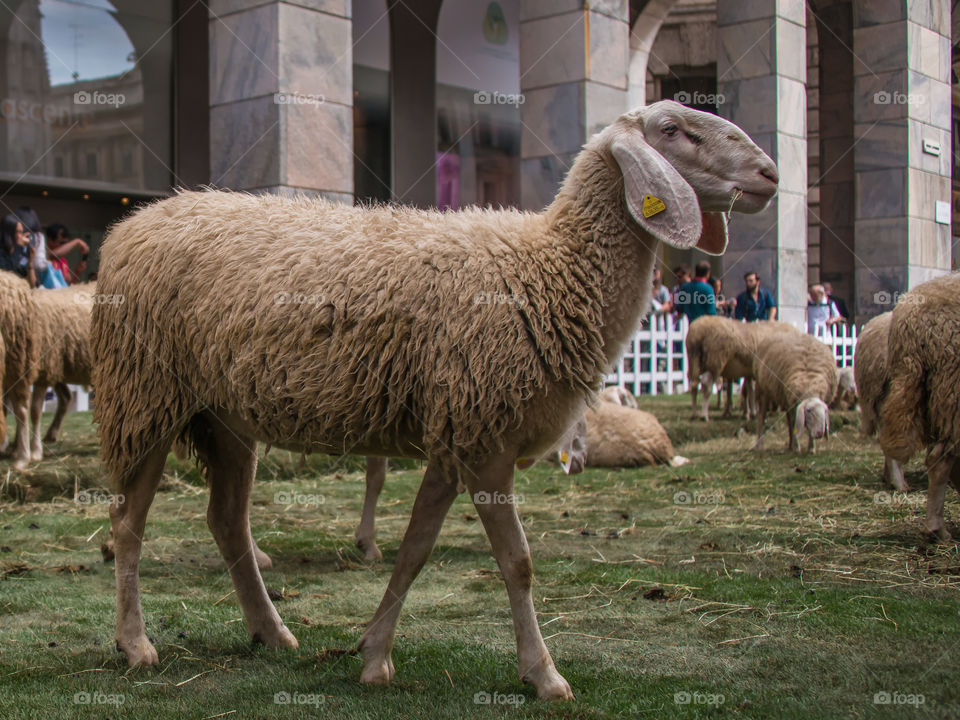 Sheep grazing in the city center of Milan (Italy). 