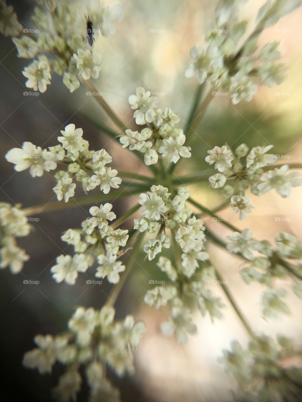 Tiny flowers together 