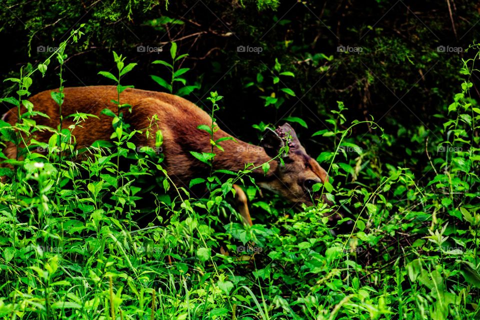 deer in the brush
