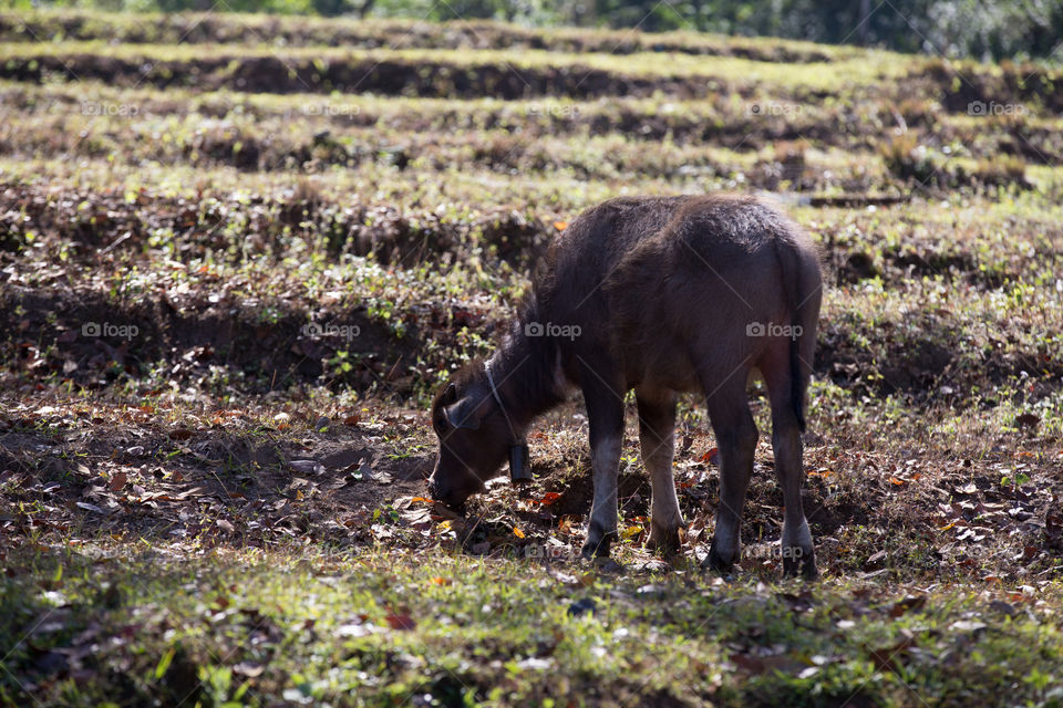 Buffalo in the farm