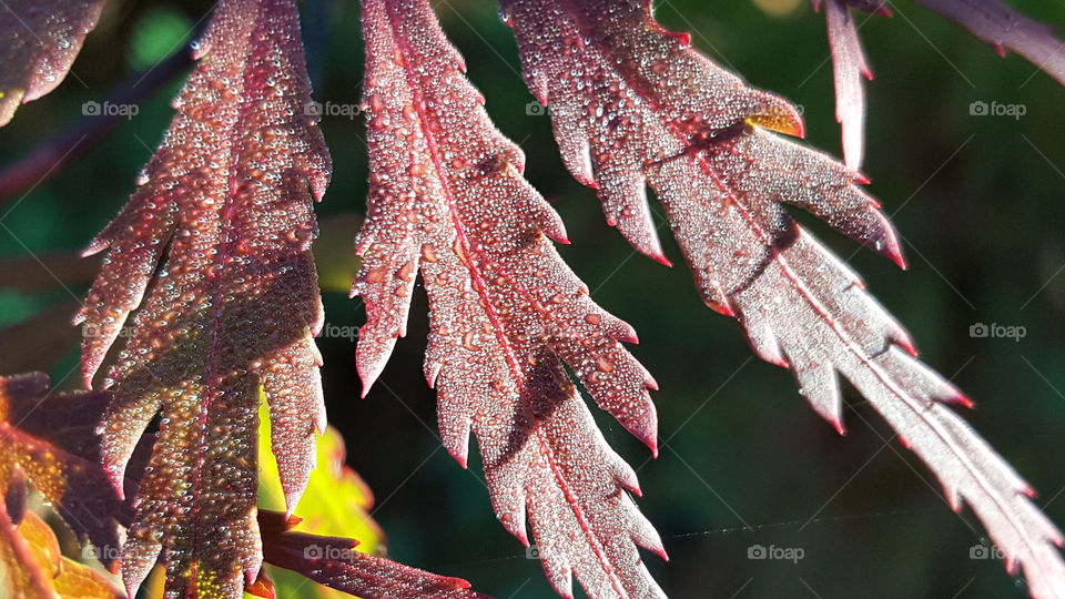 Morning dew on red maple leaves