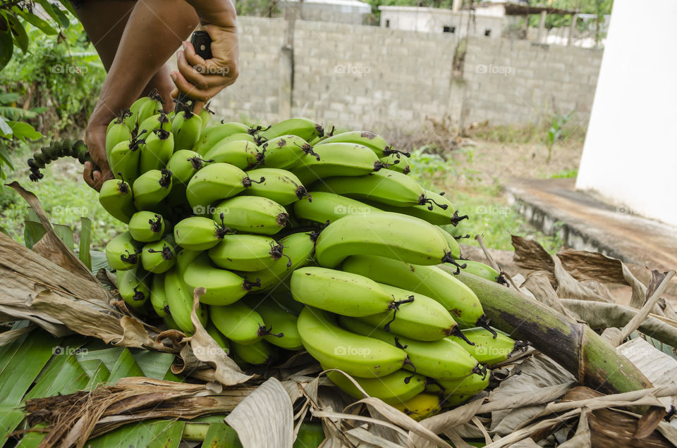 Cutting Banana From Bunch