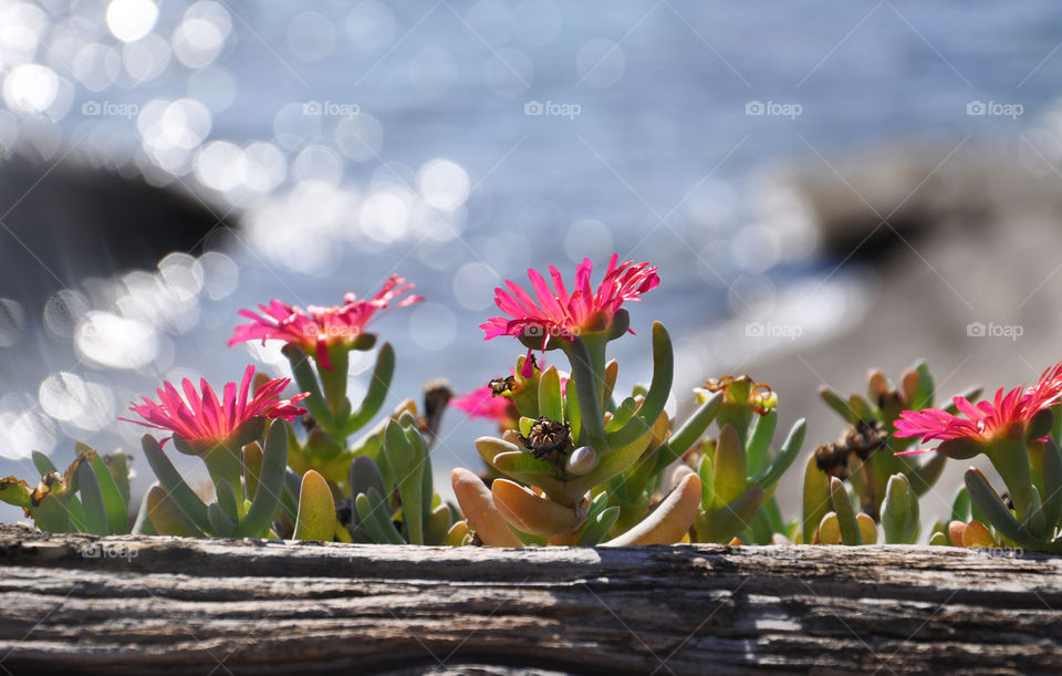 Tropical flower  