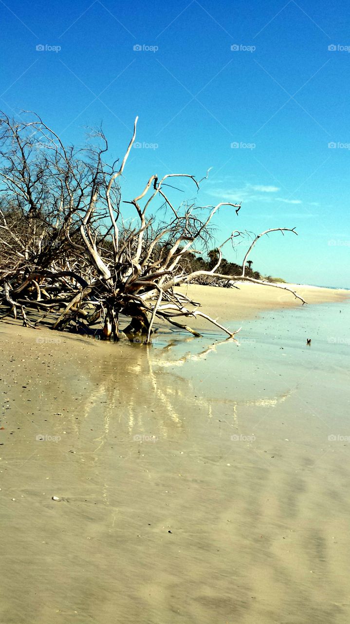 Driftwood on the Sand