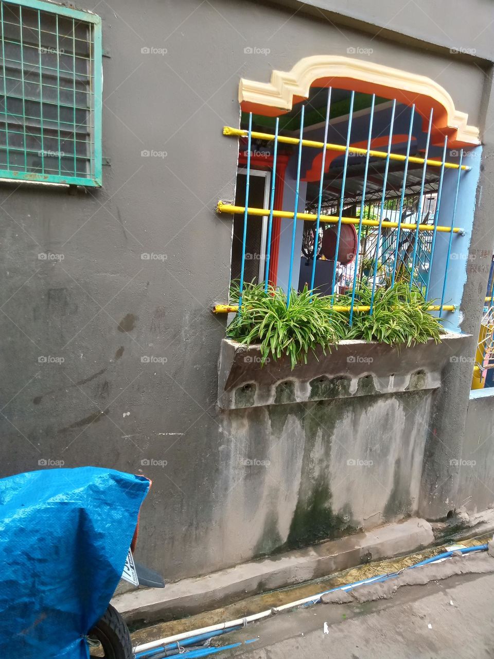 SPIDER  PLANTS🕷️ 🌿ON T HE WINDOW,,