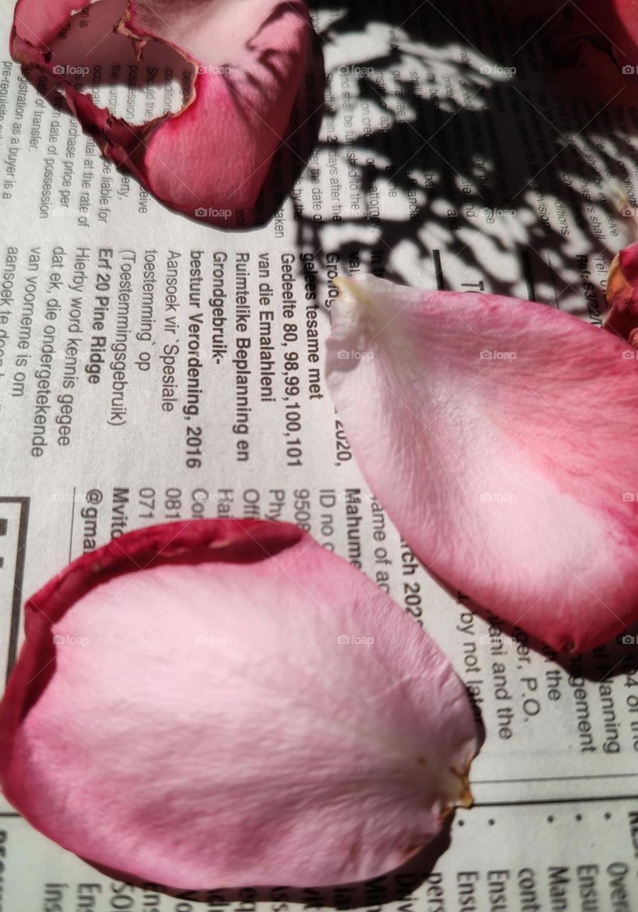 Rose petals on a newspaper with leaf shadow