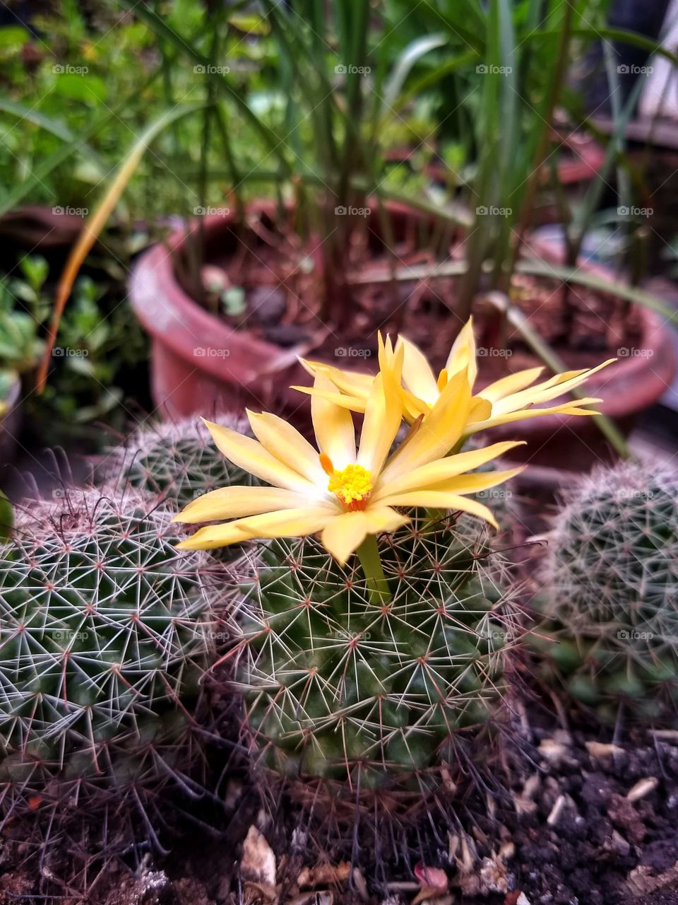 cactus flower