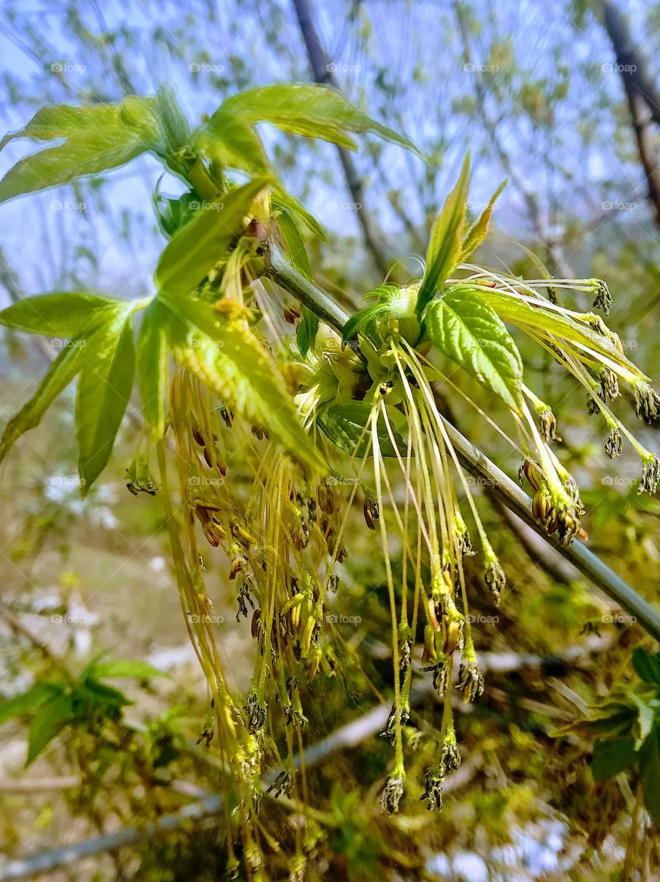 plant