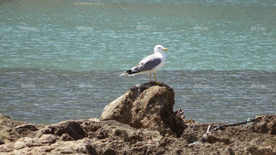 Greece Gull seabird. Greece Gull seabird