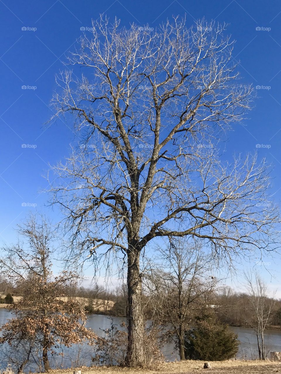 Scenic view of bare tree at lake side