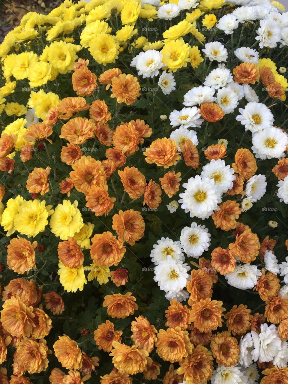 Autumn mums