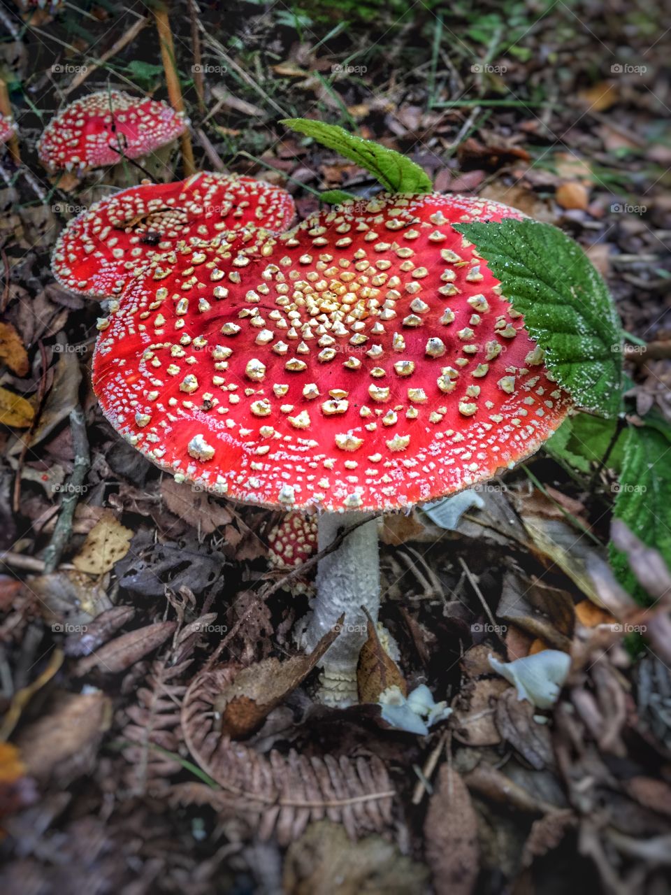 Toadstools in the forest 