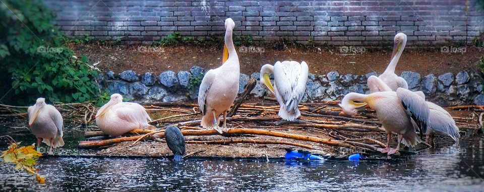 Amsterdam Zoo