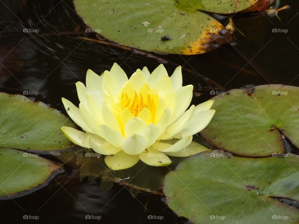 Water lily 