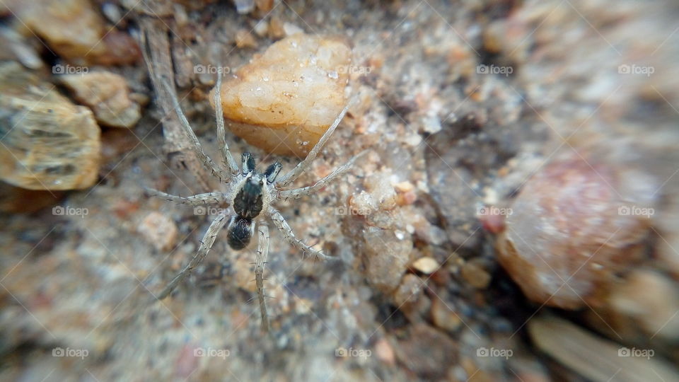 the most beautiful small spider insect in my far