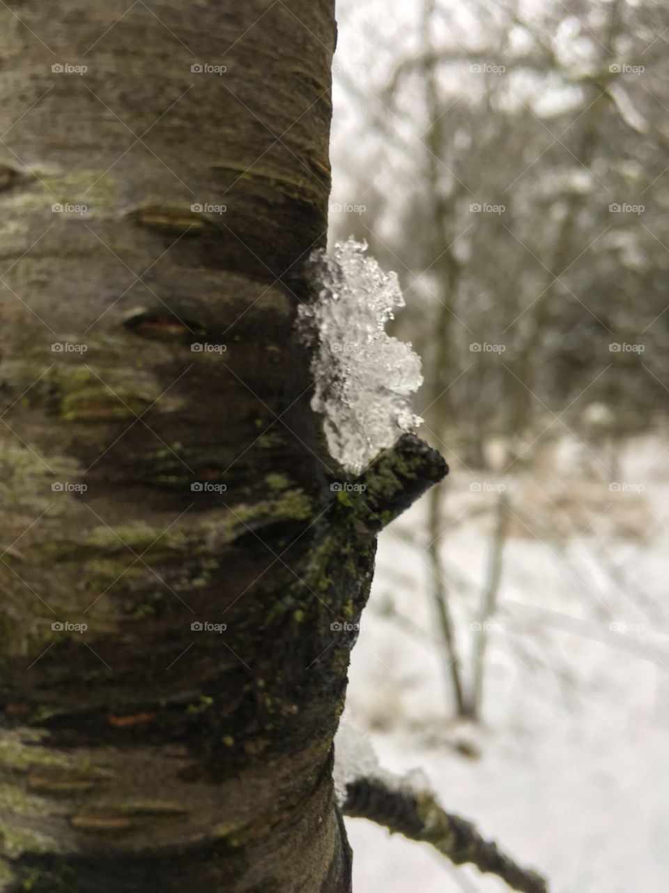 Icey tree