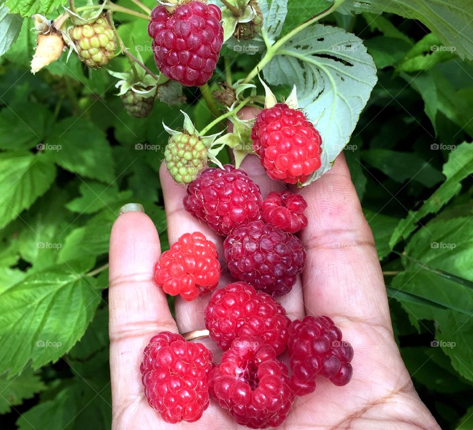 Raspberries 