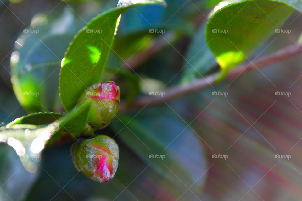 Morning sunlight streaming over flower buds