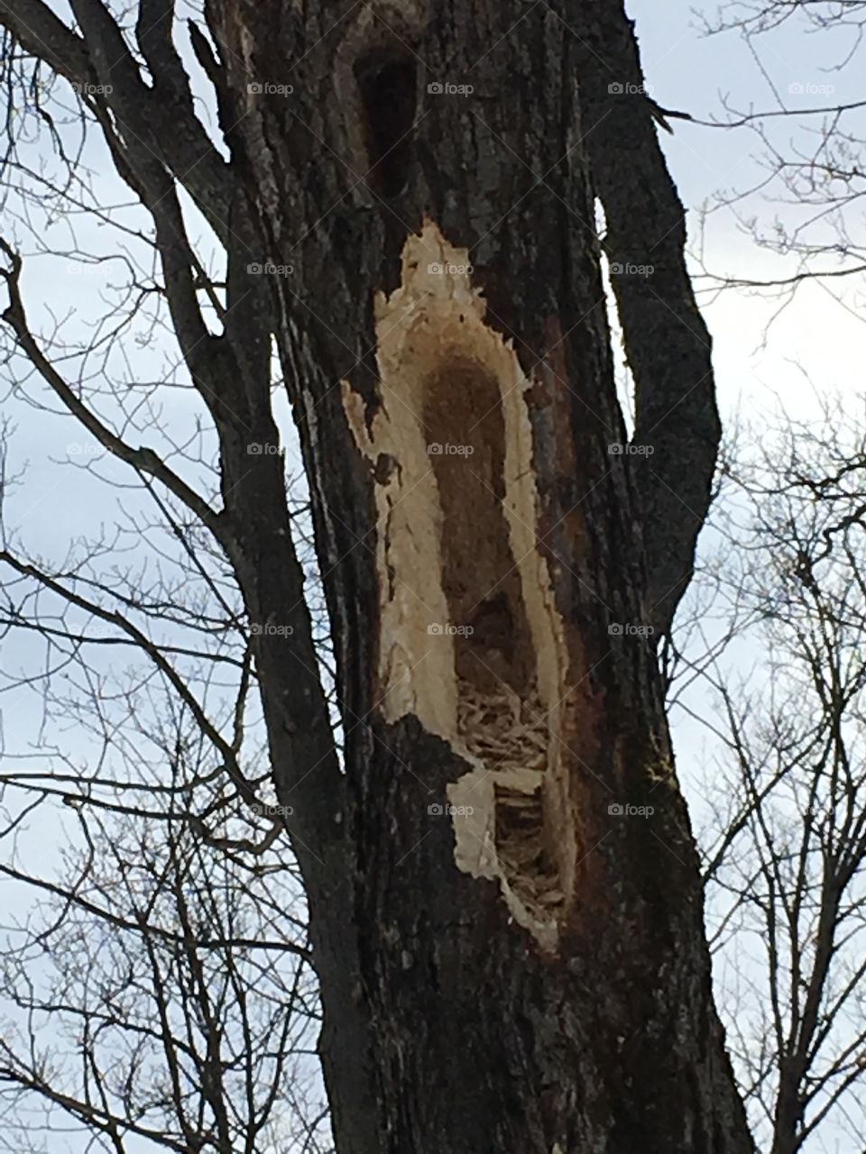 close up of tree that wood pecker worked on all day