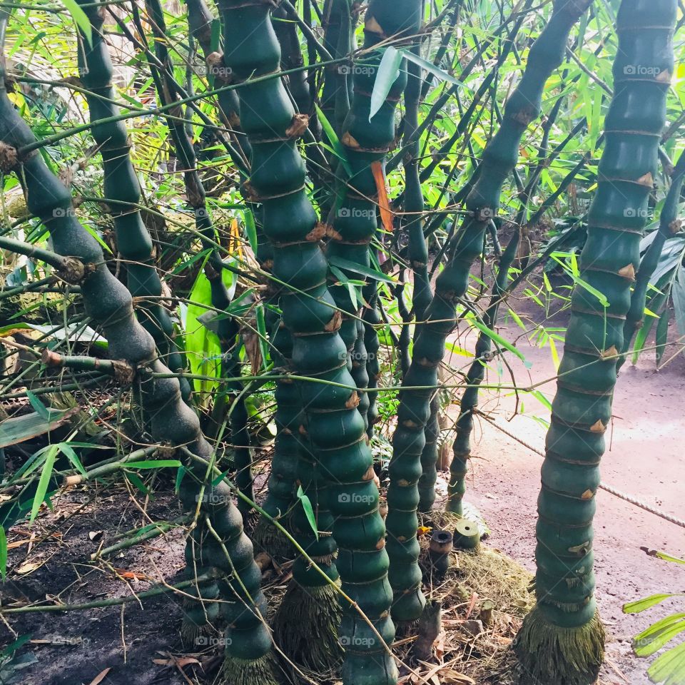 Bamboo, Wood, Flora, Nature, Leaf