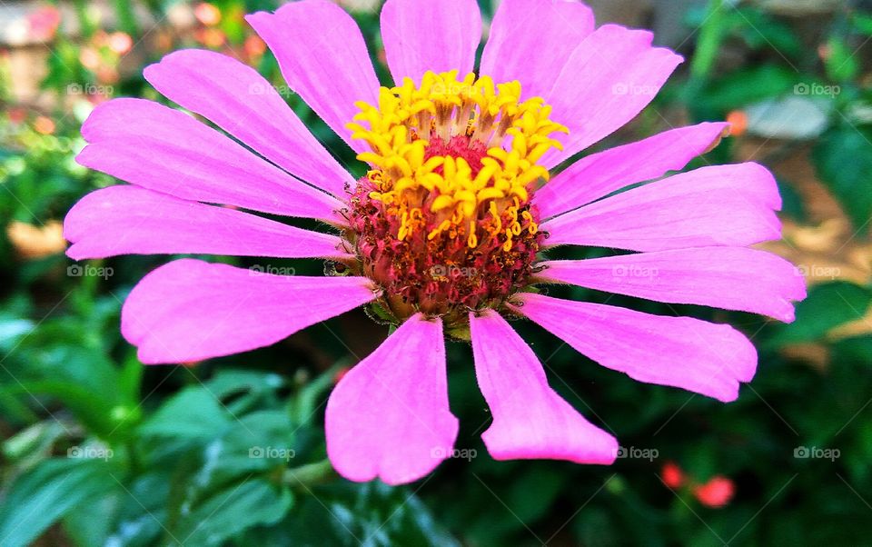 petals of simple good flower